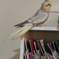 عروس هلندی جفت