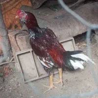خروس لاری