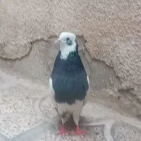 طوق نر مث
