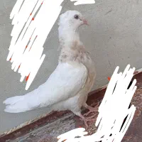 کبوترجوانه