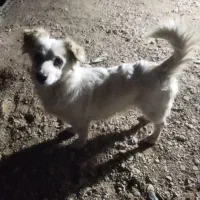 سگ گم شده 5 میلیون مژدگانی