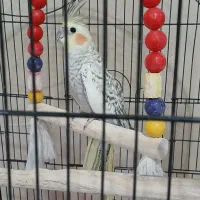 عروس هلندی|پرنده|یزد, |دیوار