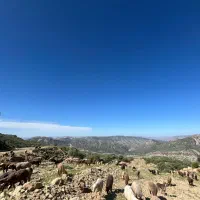 بره نر چینی کشتاری