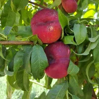 پیوند انواع نهال
