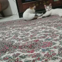 گربه بازی گوش