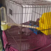 فنچ|پرنده|گهواره, |دیوار