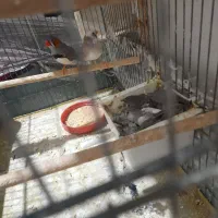 فنچ|پرنده|قم, شهر قائم|دیوار