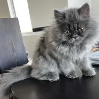 گربه پرشین|گربه|سورک, |دیوار