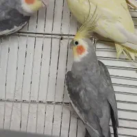 عروس هلندی اماده