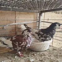 کبوتر جفتگاه 1200