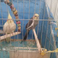 عروس هلندی نروماده نر سخنگو