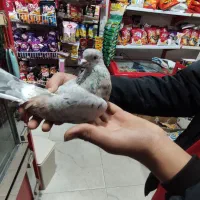 یک عدد کفتر سرور پرشی تیپی|پرنده|مینودشت, |دیوار