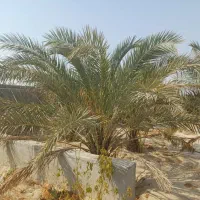 فروش باغچه ۸۰۰ متری بنه گز اهرم تنگستان|فروش خانه و ویلا|اهرم, |دیوار