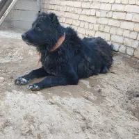 سگ گله|سگ|مبارکه, |دیوار