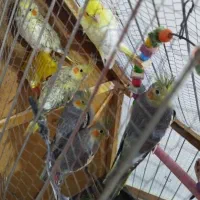 عروس هلندی|پرنده|خاوران, |دیوار