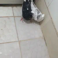 کاکلی ...|پرنده|کرمانشاه, |دیوار