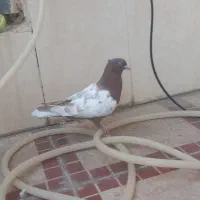 پلاکی و بهبونی و کفتر رایگان|پرنده|شیراز, انجیر|دیوار