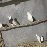 تعداد ۲۵ عدد کبوتر طوقی و دوکت|پرنده|پیر بکران, |دیوار