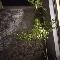 یک عدد گل شب بو|گل و گیاه طبیعی|زنجان, |دیوار