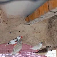فنچ زیبا و خوش رنگ