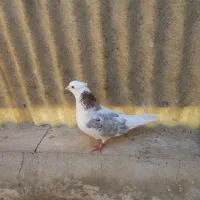 کفتر هما .ابلغ .شازده .جوجه جیر