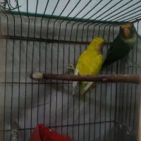 فروش کوتوله برزیلی|پرنده|شیراز, ماه فیروزان|دیوار