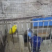 معاوضه یا حر چیز