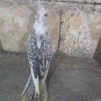 جوجه عروس نژاد آلبینیو و ایزابلا