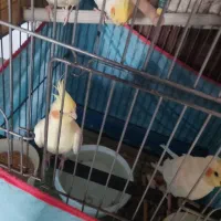 عروس هلندی|پرنده|شیراز, زرهی|دیوار