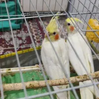 جوجه طوطی کتوله وعروس|پرنده|رفسنجان, |دیوار