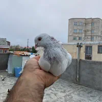 کبوتر پشتار کلفه طوقی|پرنده|اردبیل, |دیوار