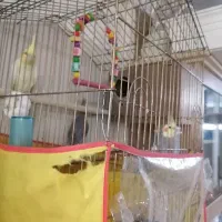 عروس هلندی معاوضه با نقره|پرنده|تهران, سبلان (لشگر)|دیوار