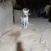 سگ گرگی سفید