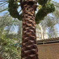 انواع خدمات نخل