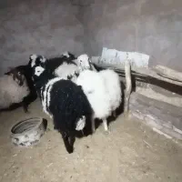 فروش بره نر و ماده|حیوانات مزرعه|کرمان, |دیوار