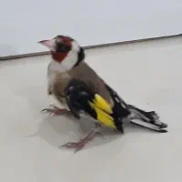 سهره کهنه|پرنده|بروجرد, |دیوار