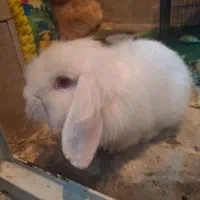 خرگوش مینی لپ