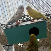 مرغ عشق مسته مست|پرنده|قدس, شهر‌قدس|دیوار