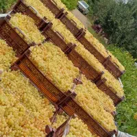 انگور صادراتی