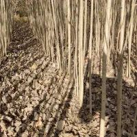 سریع‌ترین انتخاب برای داشتن فضای سبز آماده