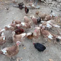 بوقلمون بربون