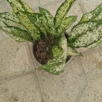 همه جور گل و گیاه مقاوم|گل و گیاه طبیعی|شیراز, شهرک مطهری|دیوار