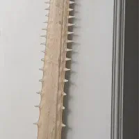 تیغ اره ماهی