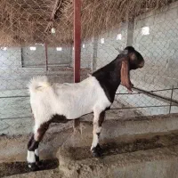 پازن.دوبر مخصوص داشت