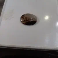 شجر درختی زیبا و خاص