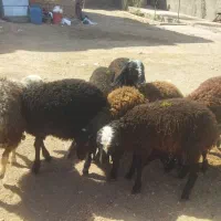 برهنر سالم سلامت تضمینی|حیوانات مزرعه|قزوین, |دیوار