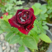 گلسرای بهار