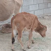 عبودی|حیوانات مزرعه|شادگان, |دیوار