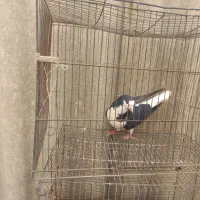 توافقی|پرنده|اصفهان, الهیه|دیوار