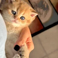 گربه های بریتیش شناسنامه دار وارداتی